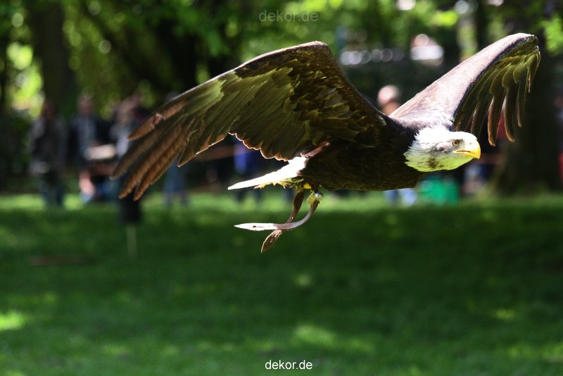 grugapark-greifvogelschau-2012-04-194