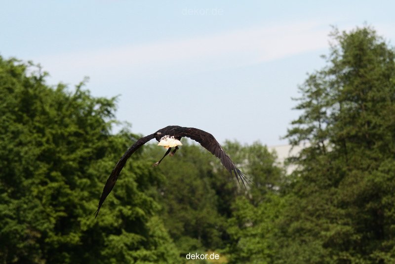grugapark-greifvogelschau-2012-04-195