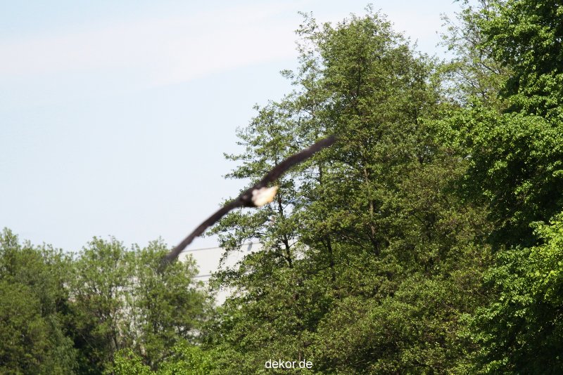 grugapark-greifvogelschau-2012-04-199
