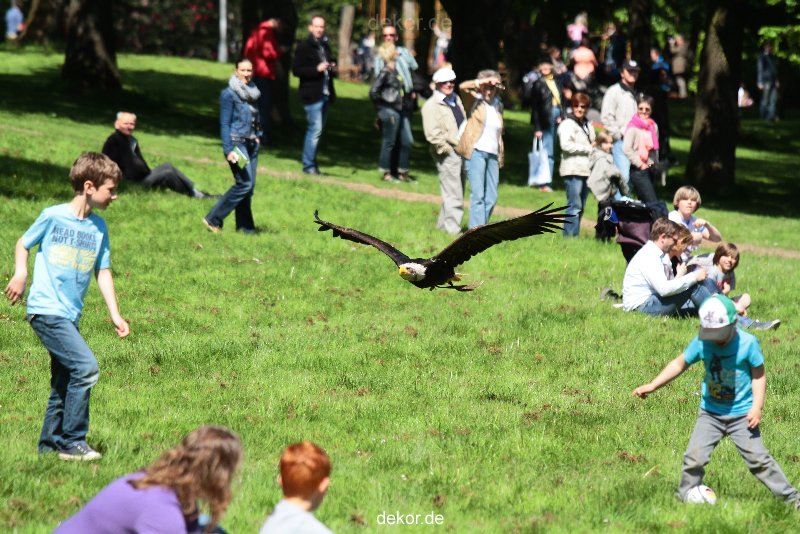 grugapark-greifvogelschau-2012-04-202
