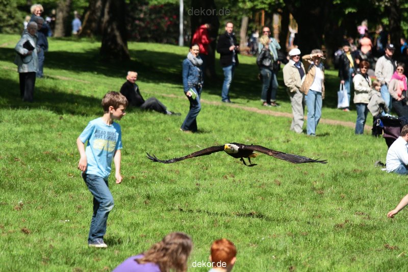 grugapark-greifvogelschau-2012-04-203