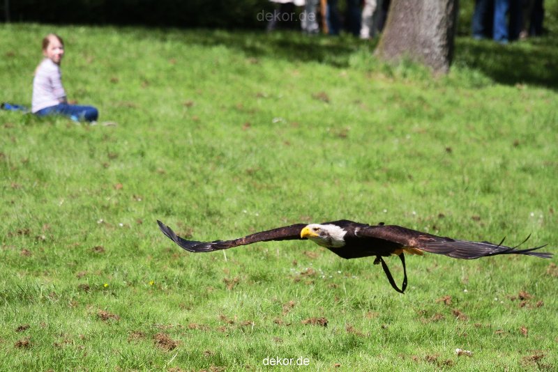 grugapark-greifvogelschau-2012-04-204