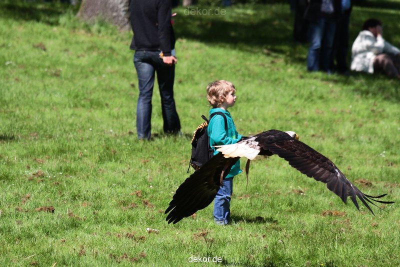 grugapark-greifvogelschau-2012-04-208
