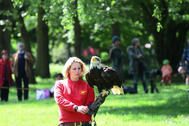 grugapark-greifvogelschau-2012-04-210