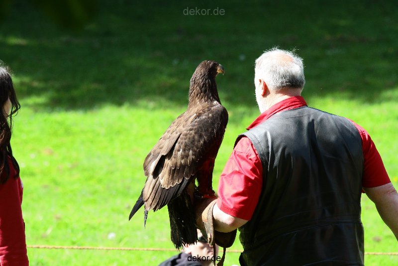 grugapark-greifvogelschau-2012-04-217