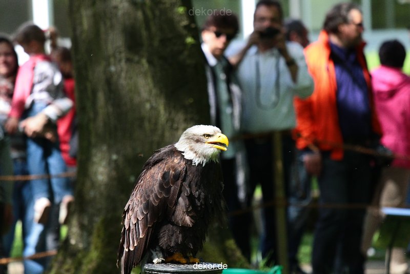 grugapark-greifvogelschau-2012-04-218