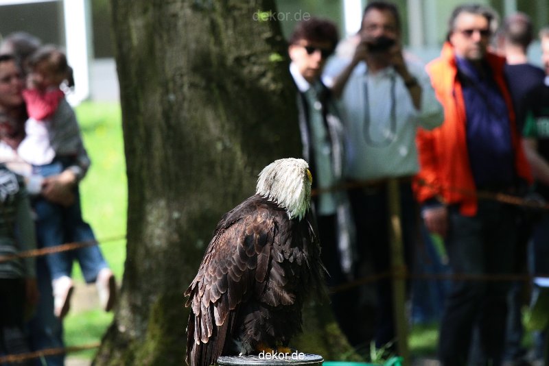 grugapark-greifvogelschau-2012-04-220