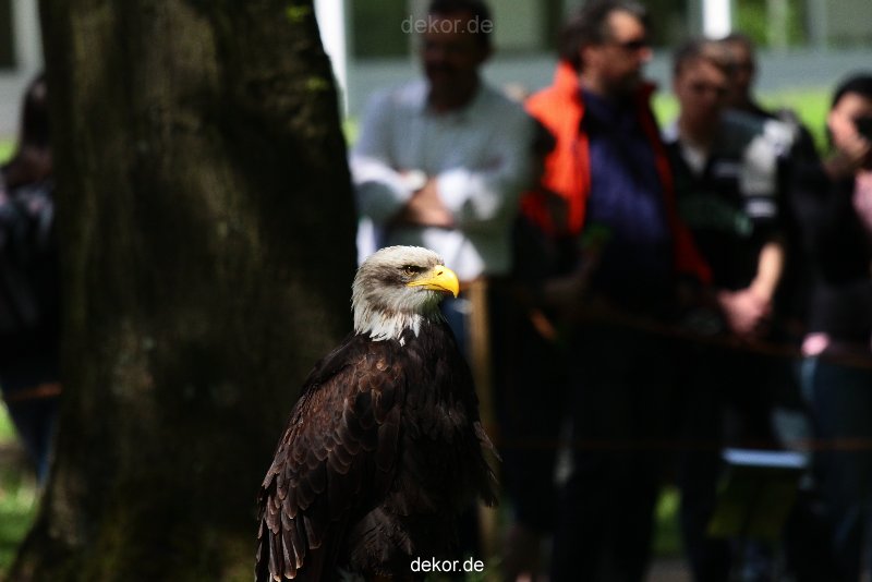 grugapark-greifvogelschau-2012-04-225