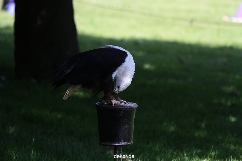 grugapark-greifvogelschau-2012-04-227