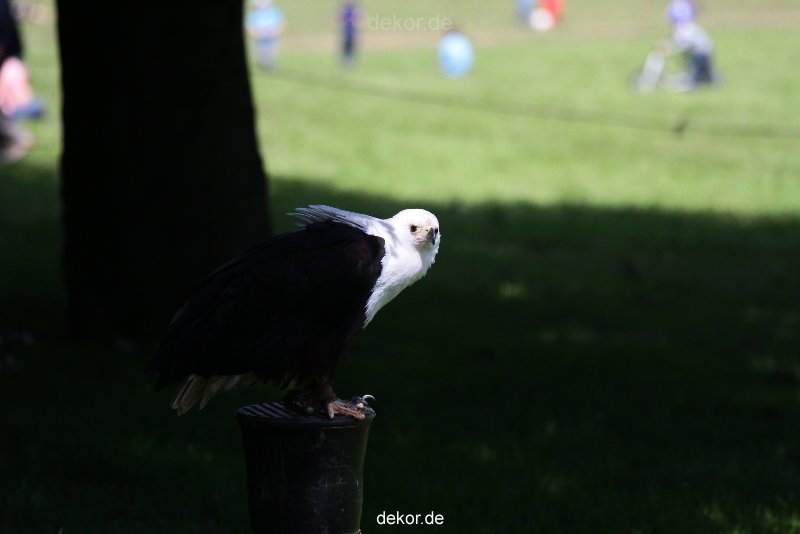 grugapark-greifvogelschau-2012-04-229