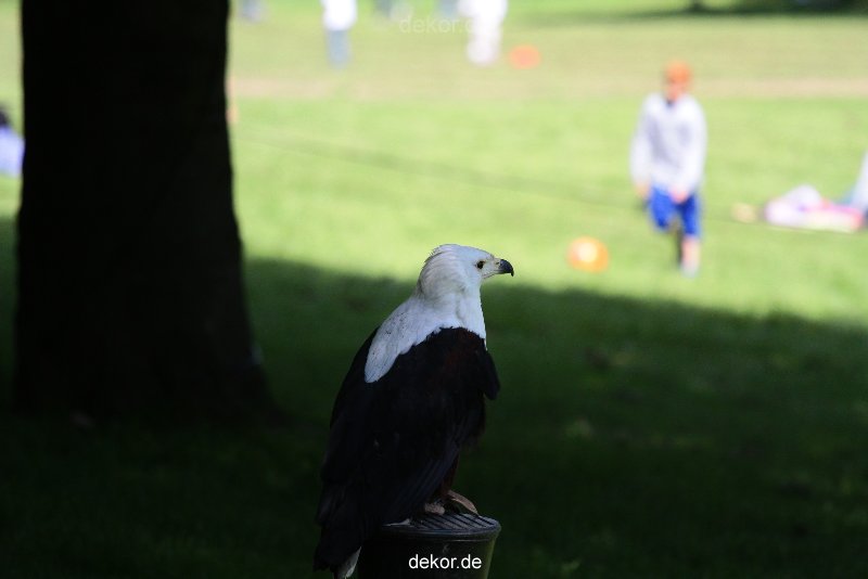 grugapark-greifvogelschau-2012-04-232