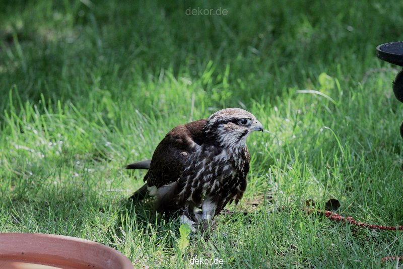 grugapark-greifvogelschau-2012-04-242
