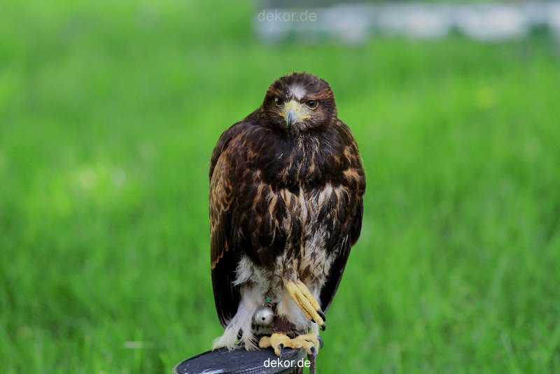 grugapark-greifvogelschau-2012-04-244