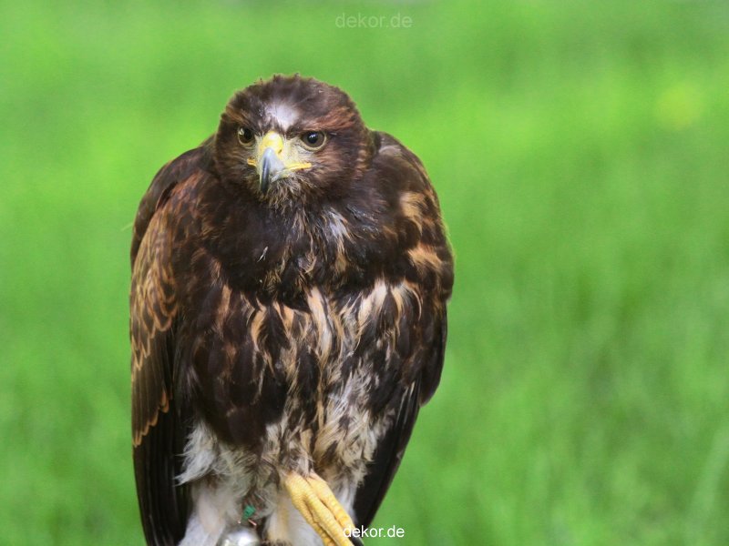 grugapark-greifvogelschau-2012-04-245