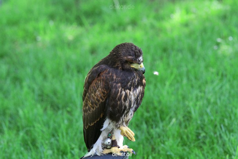 grugapark-greifvogelschau-2012-04-249