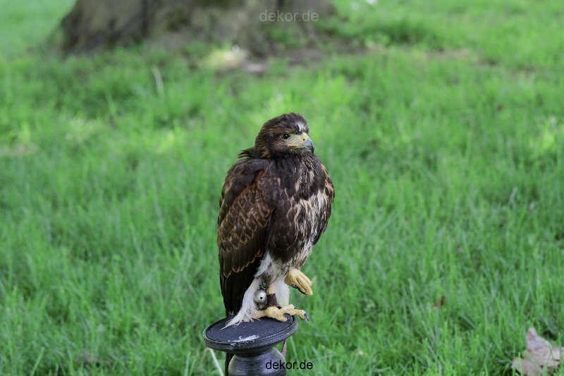 grugapark-greifvogelschau-2012-04-251