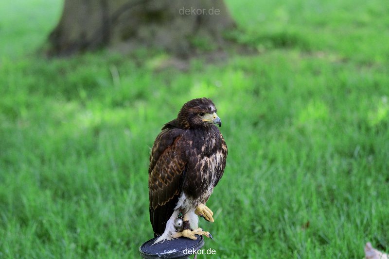 grugapark-greifvogelschau-2012-04-252