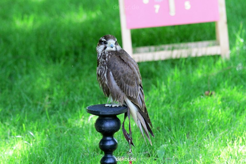 grugapark-greifvogelschau-2012-04-257