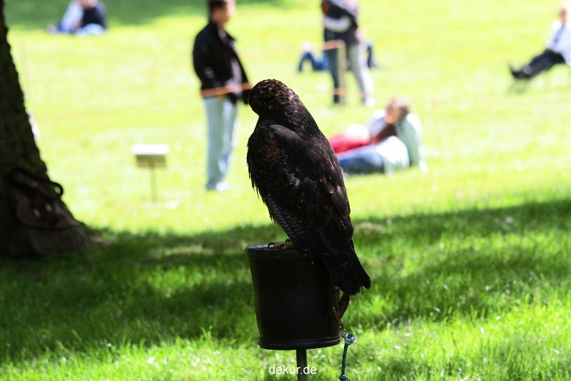 grugapark-greifvogelschau-2012-04-258