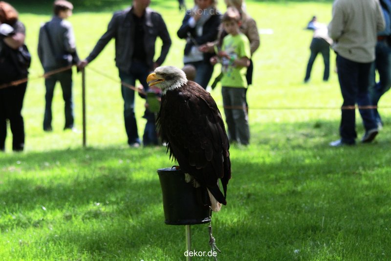 grugapark-greifvogelschau-2012-04-260