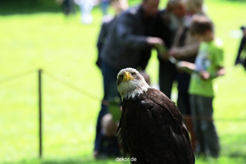 grugapark-greifvogelschau-2012-04-264