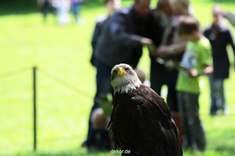 grugapark-greifvogelschau-2012-04-265
