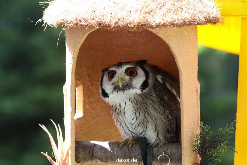 grugapark-greifvogelschau-2012-04-276