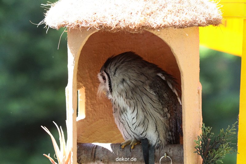 grugapark-greifvogelschau-2012-04-277