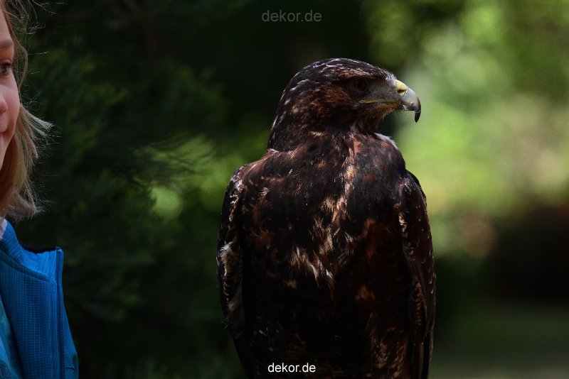grugapark-greifvogelschau-2012-04-317
