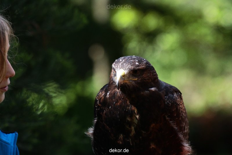 grugapark-greifvogelschau-2012-04-320
