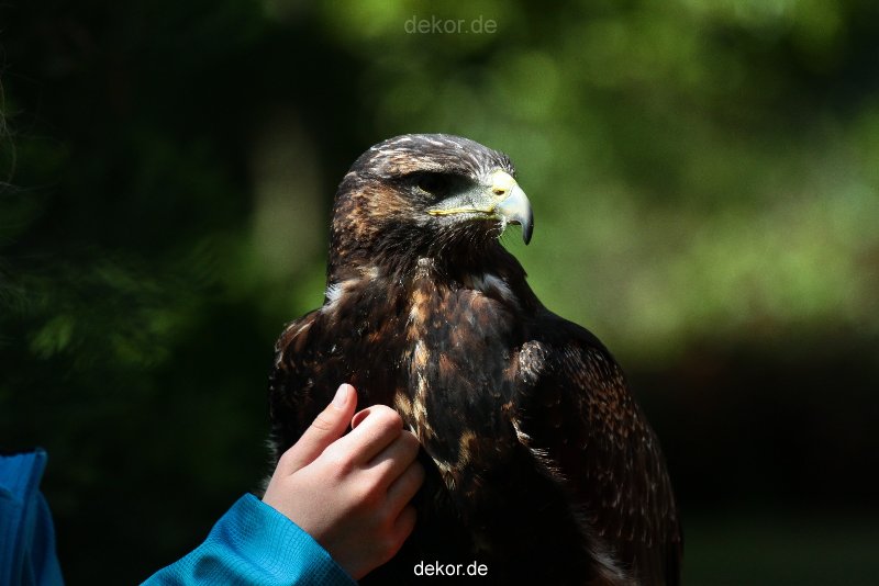 grugapark-greifvogelschau-2012-04-321