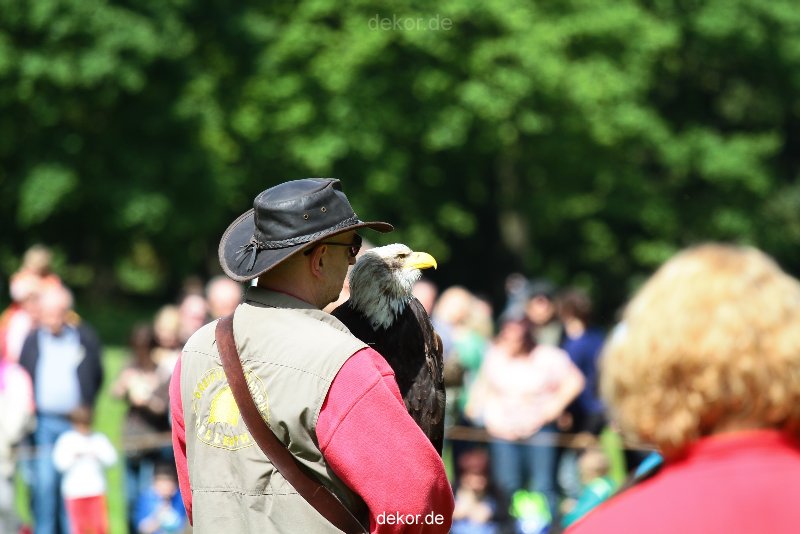 grugapark-greifvogelschau-2012-04-335