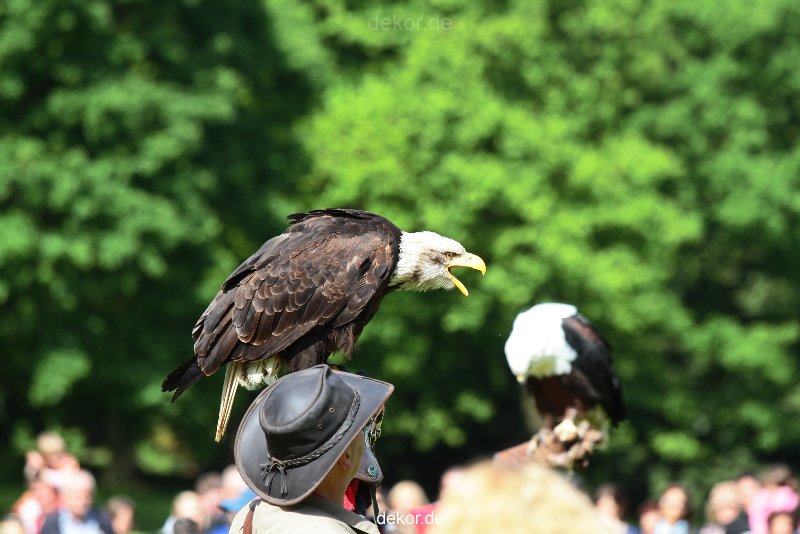 grugapark-greifvogelschau-2012-04-337