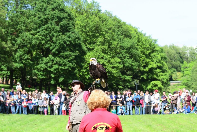 grugapark-greifvogelschau-2012-04-340