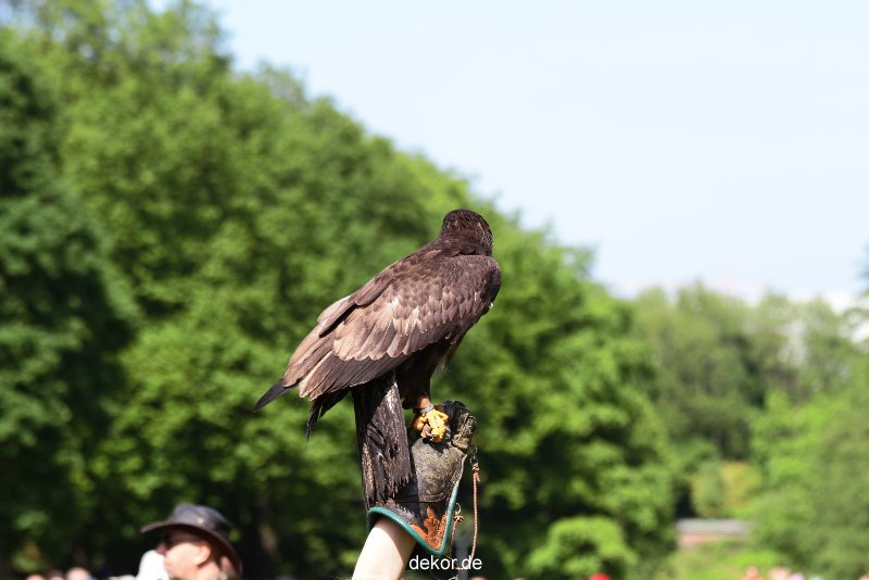 grugapark-greifvogelschau-2012-04-343