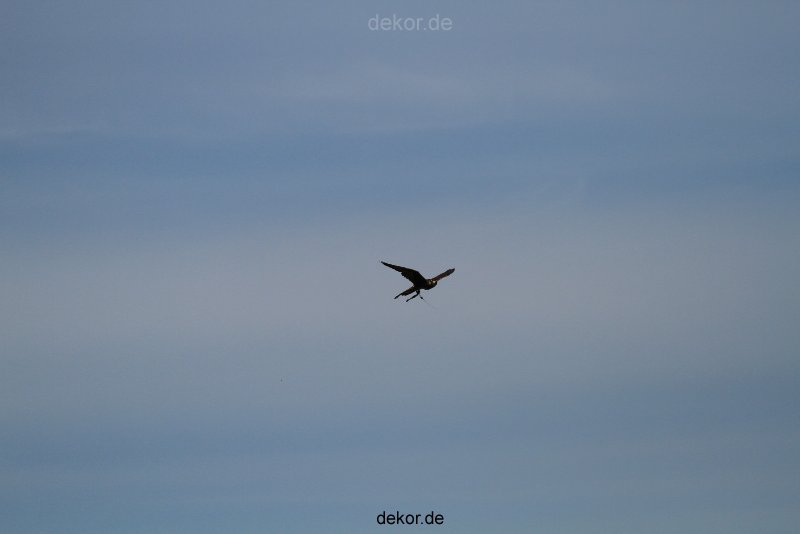 grugapark-greifvogelschau-2012-04-348