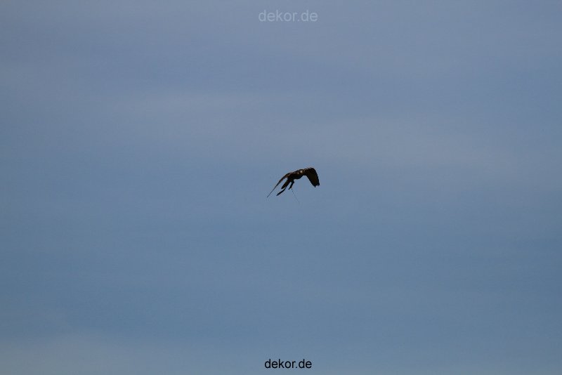 grugapark-greifvogelschau-2012-04-349