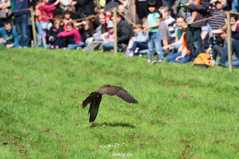 grugapark-greifvogelschau-2012-04-351