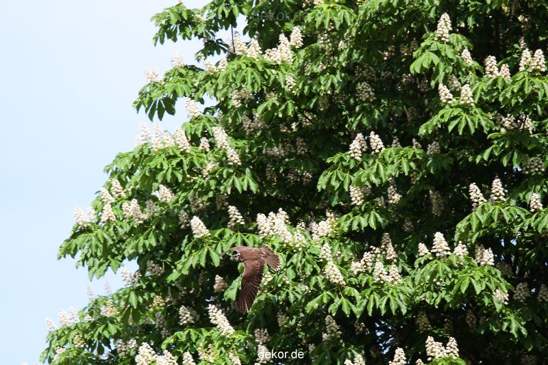 grugapark-greifvogelschau-2012-04-353