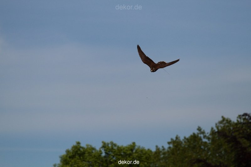 grugapark-greifvogelschau-2012-04-355