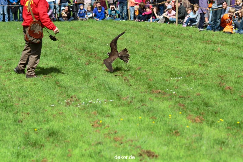 grugapark-greifvogelschau-2012-04-359