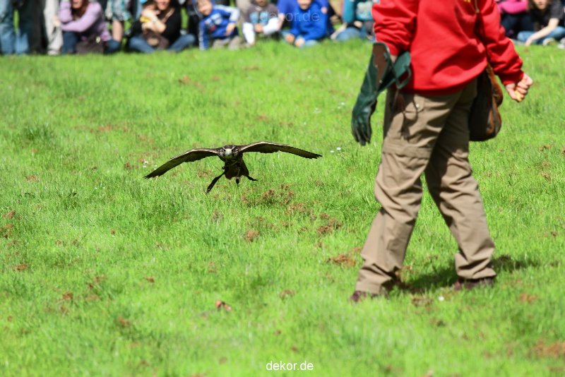 grugapark-greifvogelschau-2012-04-361