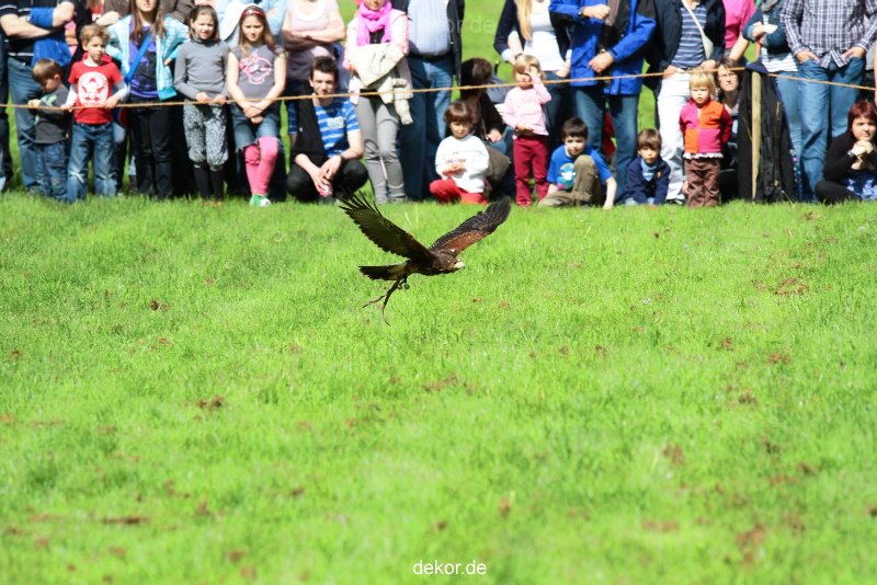 grugapark-greifvogelschau-2012-04-370