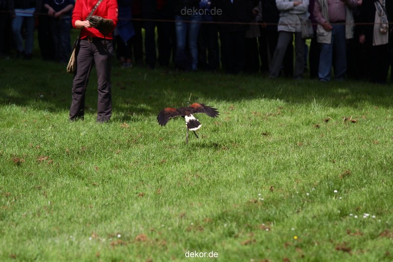 grugapark-greifvogelschau-2012-04-372