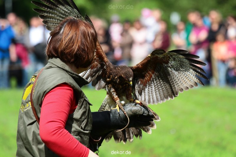 grugapark-greifvogelschau-2012-04-380