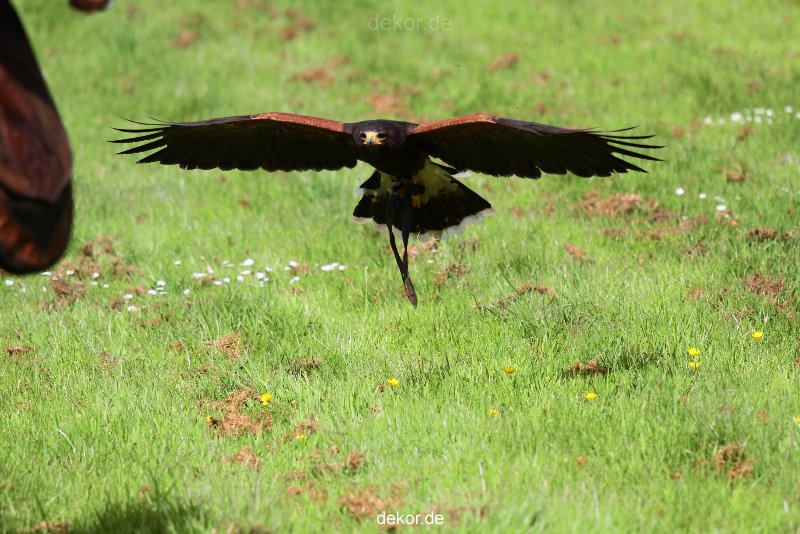 grugapark-greifvogelschau-2012-04-383