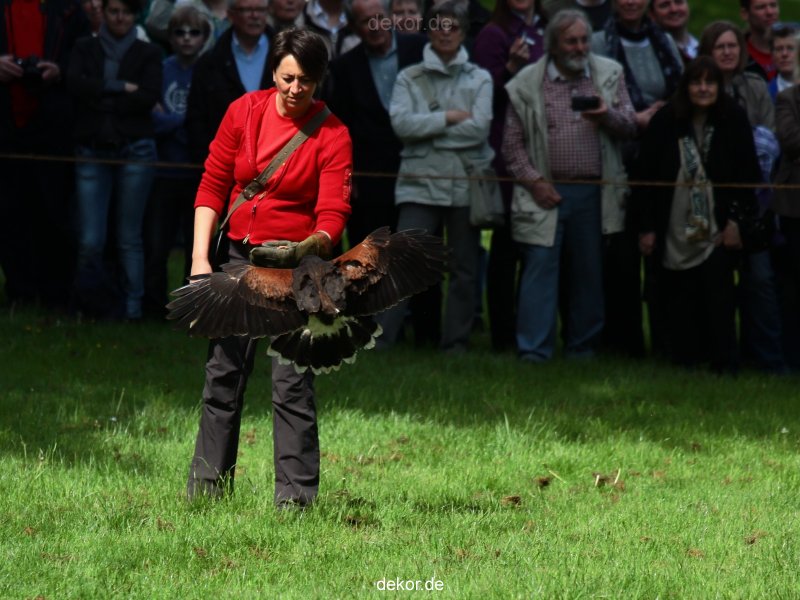 grugapark-greifvogelschau-2012-04-387
