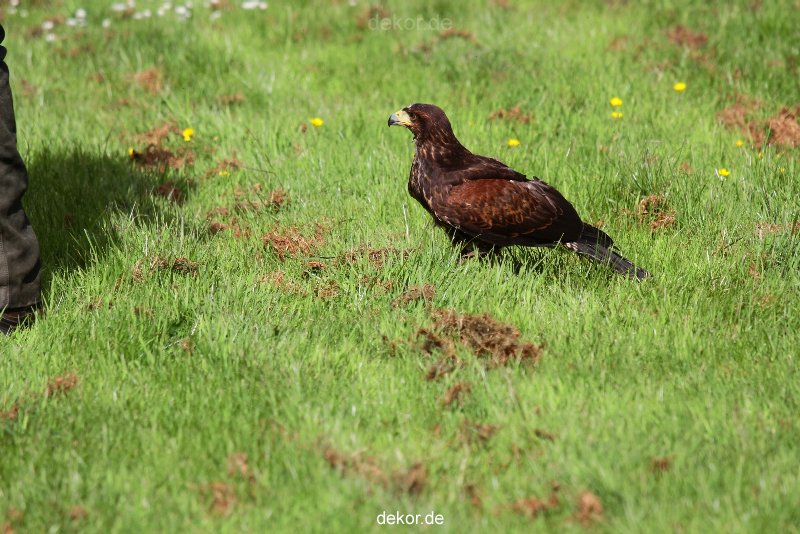 grugapark-greifvogelschau-2012-04-391