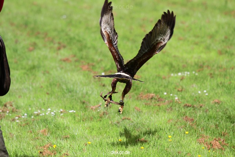 grugapark-greifvogelschau-2012-04-392