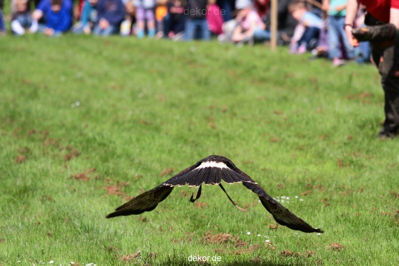 grugapark-greifvogelschau-2012-04-394
